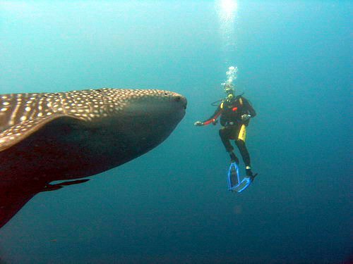 whaleshark