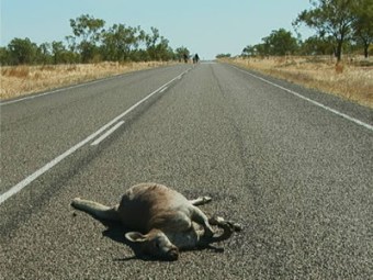 roadkill